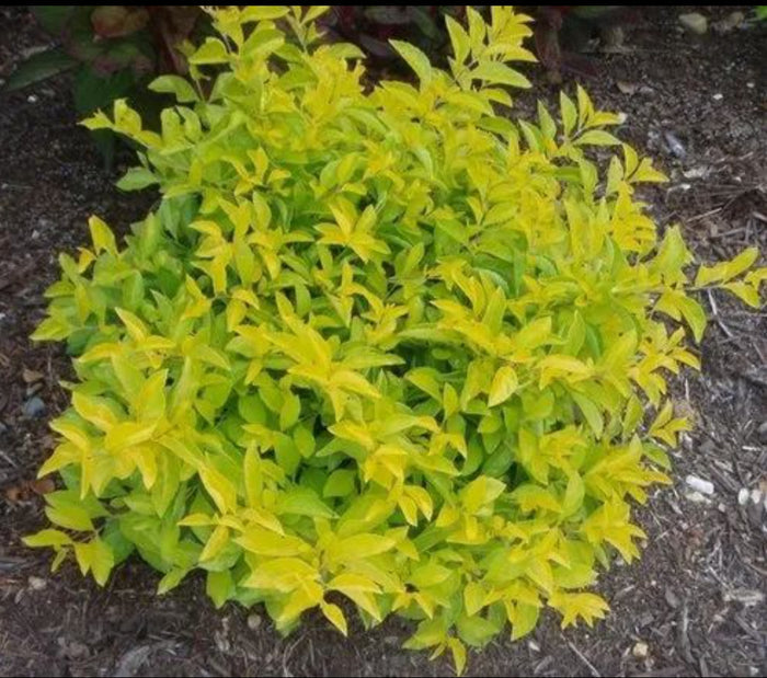 Duranta Yellow landscaping plant