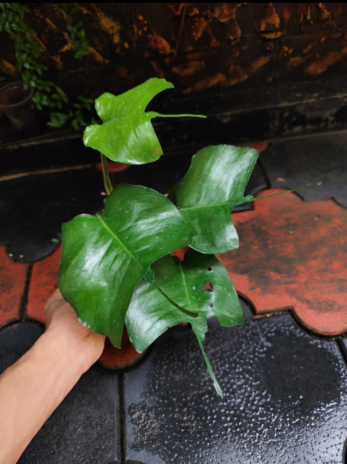 Epipremnum Skeleton Key Matured Plant (Semishade)