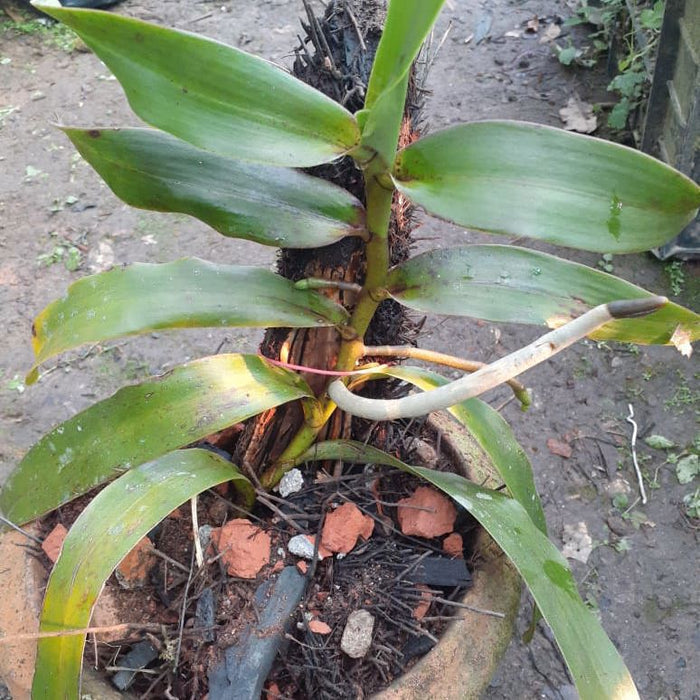 Esmeralda cathcartii