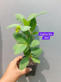 Euphorbia Mili