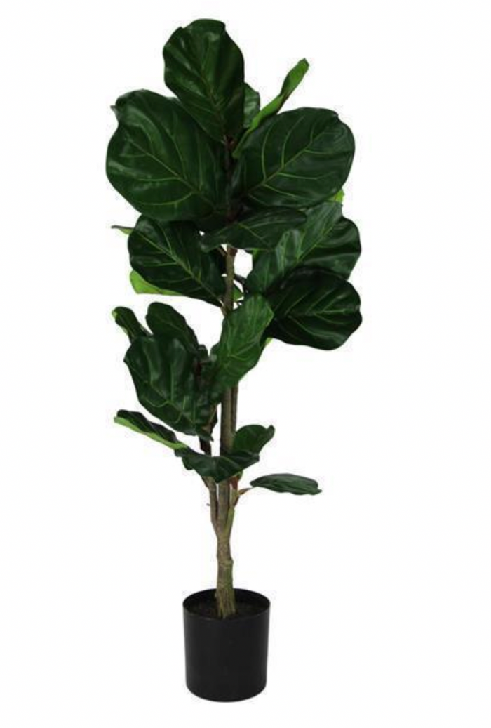 Fiddle Leaf Fig
