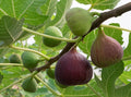 Fig fruit plant exotic variety