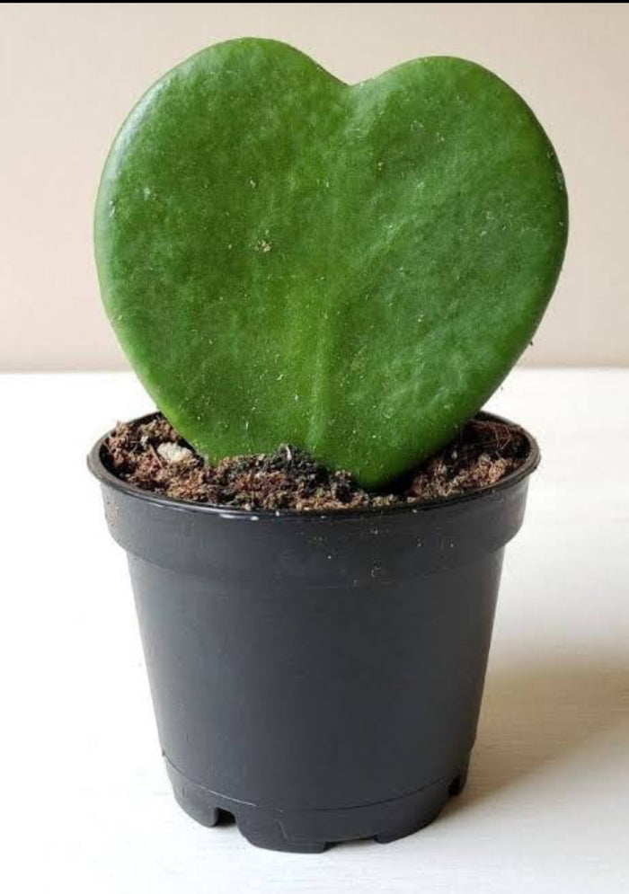 Heart Hoya (Outdoor)