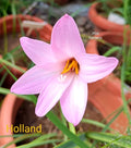 Holland  rare Rain Lily bulb