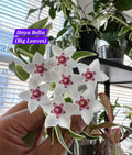 Hoya Bella (Big leaves)