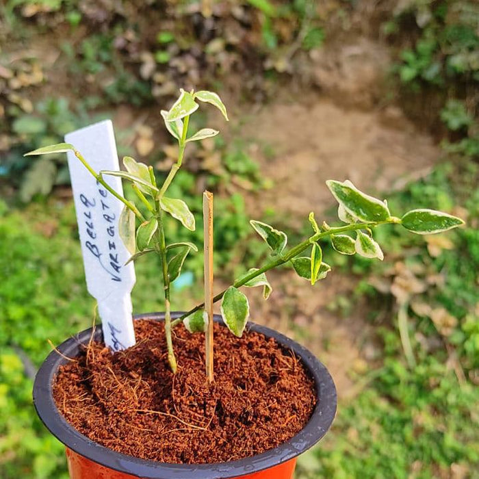 Hoya Bella (Veriegated)