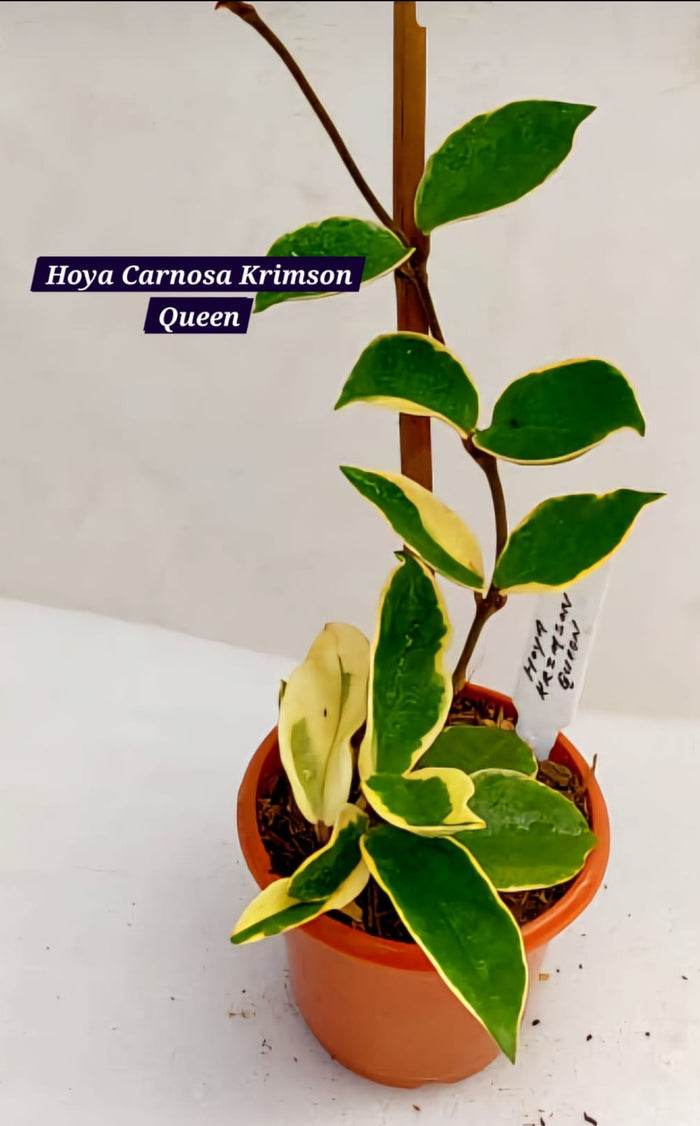Hoya Carnosa Krimson Queen