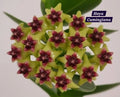 Hoya Cumingiana