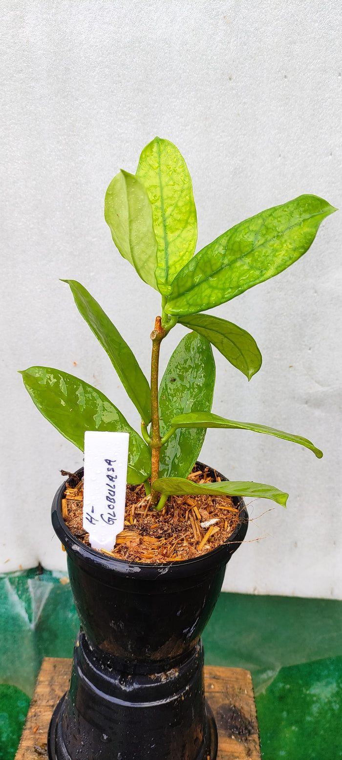 Hoya Globulasa