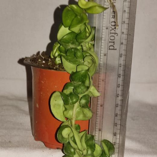 Hoya Hindu Rope Veriegated