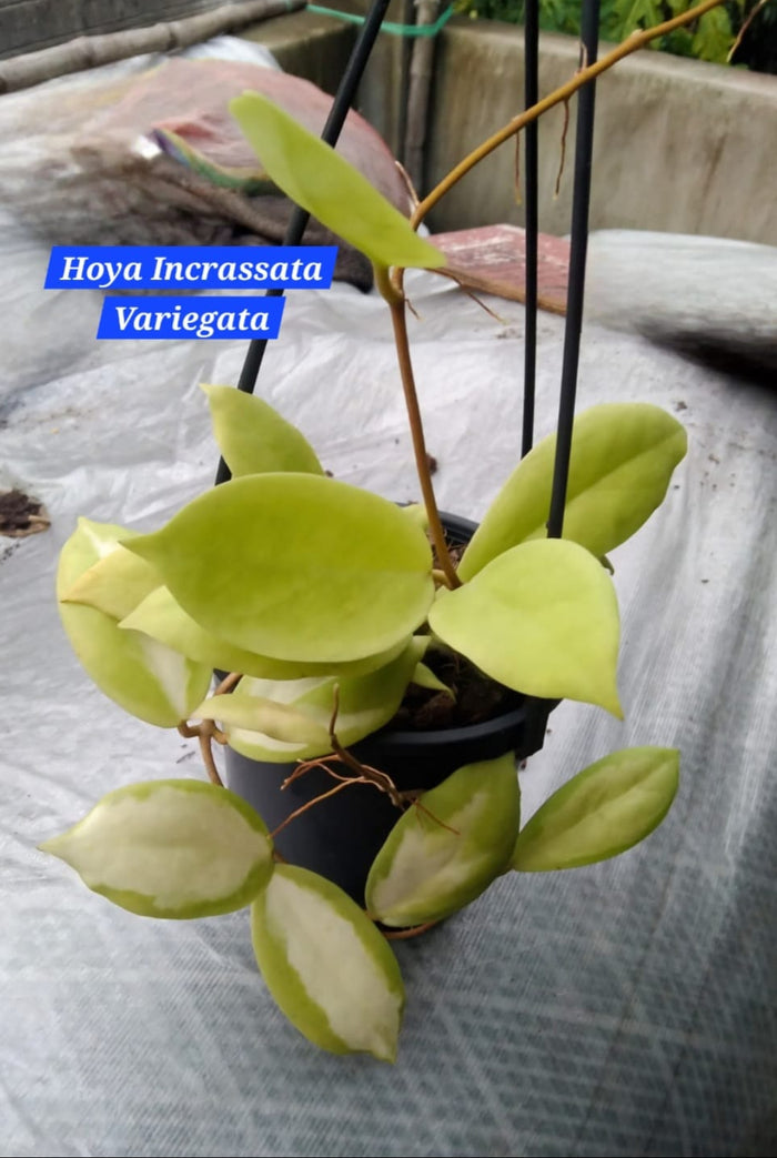 Hoya Incrassata Variegata