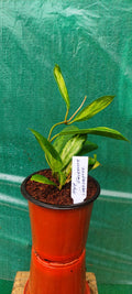 Hoya Incrassata Variegated