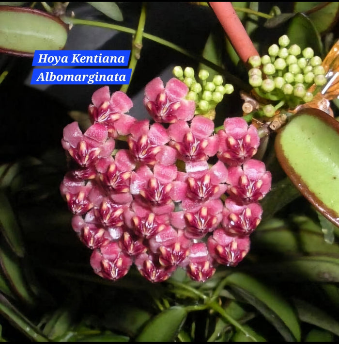 Hoya Kentiana Albomarginata