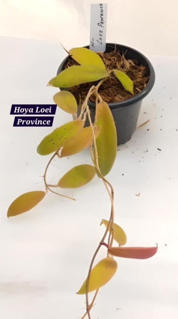 Hoya loei Province