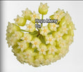 Hoya Merry Cv.