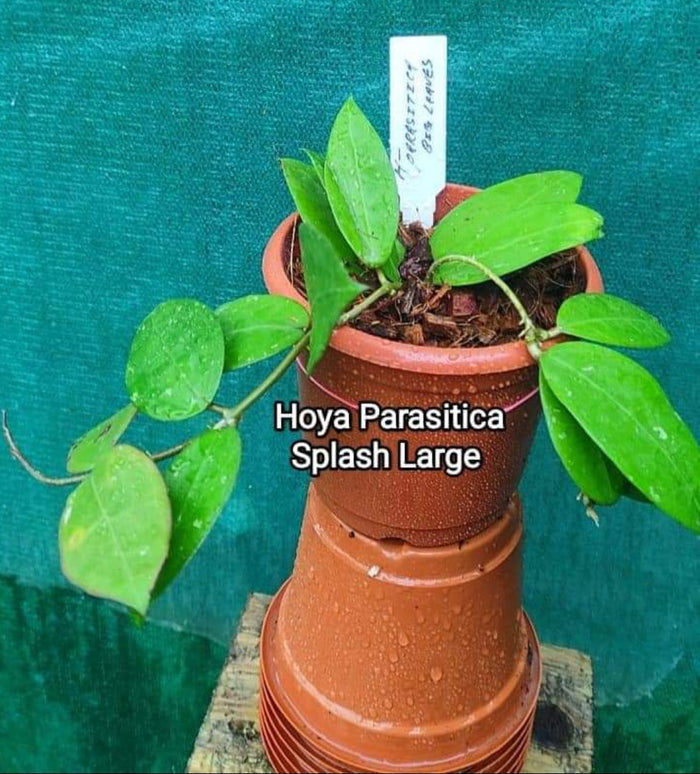 Hoya Parasitica