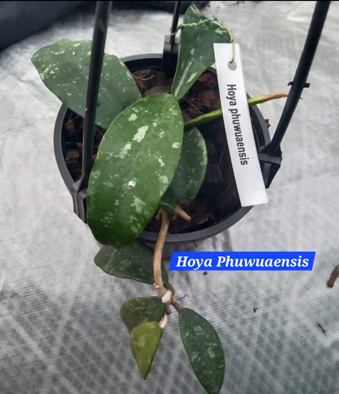 Hoya Phuwuaensis