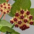 Hoya polyneura