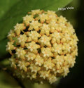 Hoya Viola