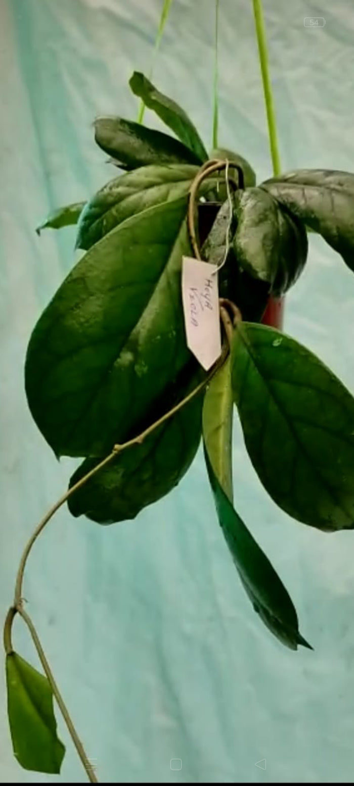 Hoya Viola