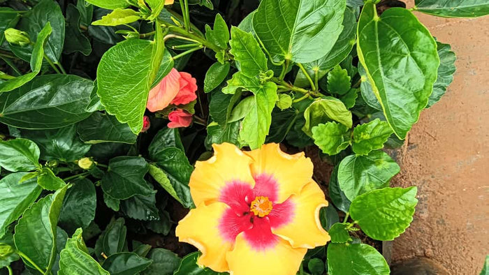 Hybrid hibiscus dwarf Plants (365 Days / 12 Month Flowering Plants (Best for India)