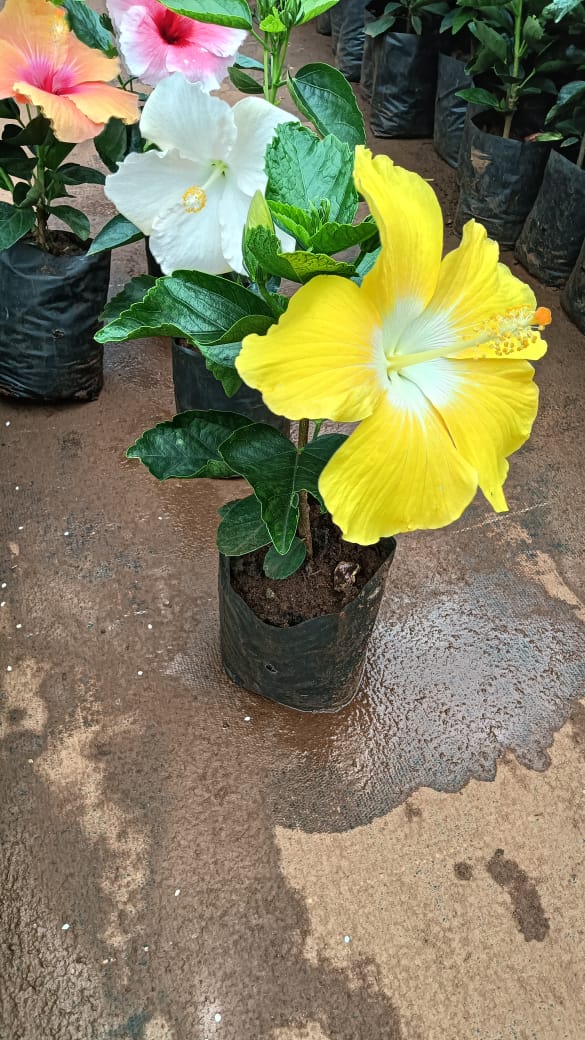 Hybrid hibiscus dwarf  plants (pack of 2 different colours 2 plant )(365 Days / 12 Month Flowering Plants (Best for India)