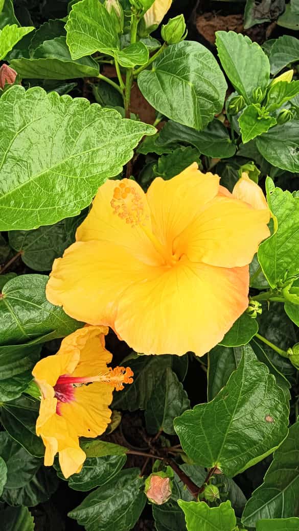 Hybrid hibiscus dwarf  plants (pack of 2 orange and yellow colour)(365 Days / 12 Month Flowering Plants (Best for India)