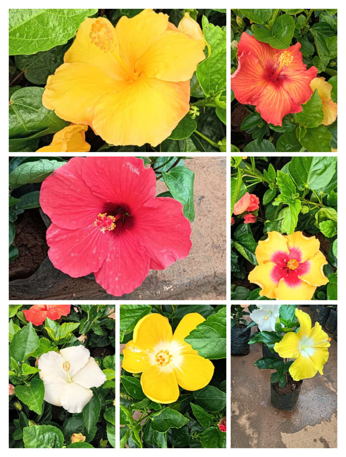 Hybrid hibiscus dwarf  plants (pack of 7)(365 Days / 12 Month Flowering Plants (Best for India)