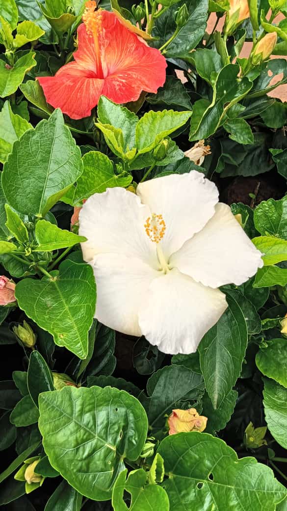 Hybrid hibiscus dwarf  plants (pack of 7)(365 Days / 12 Month Flowering Plants (Best for India)