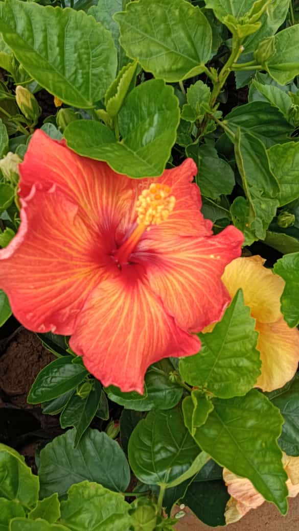 Hybrid hibiscus dwarf Plants(365 Days / 12 Month Flowering Plants (Best for India)