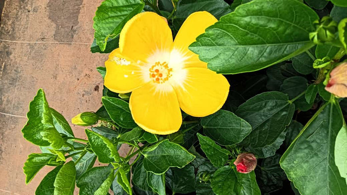 Hybrid hibiscus dwarf Plants(365 Days / 12 Month Flowering Plants (Best for India)