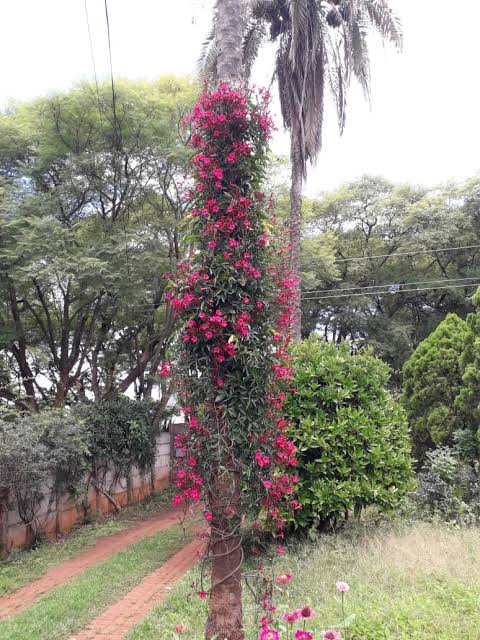Ipomoea horstifolliae vine