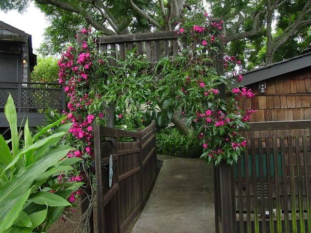 Ipomoea horstifolliae vine