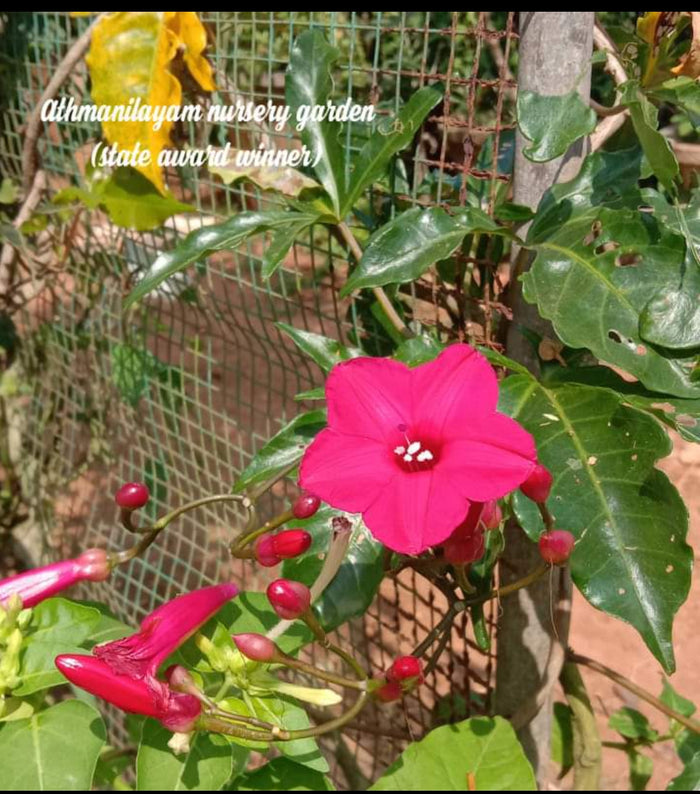 Ipomoea horstifolliae vine