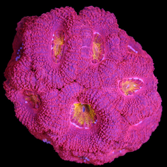 Iron Man Acan Coral