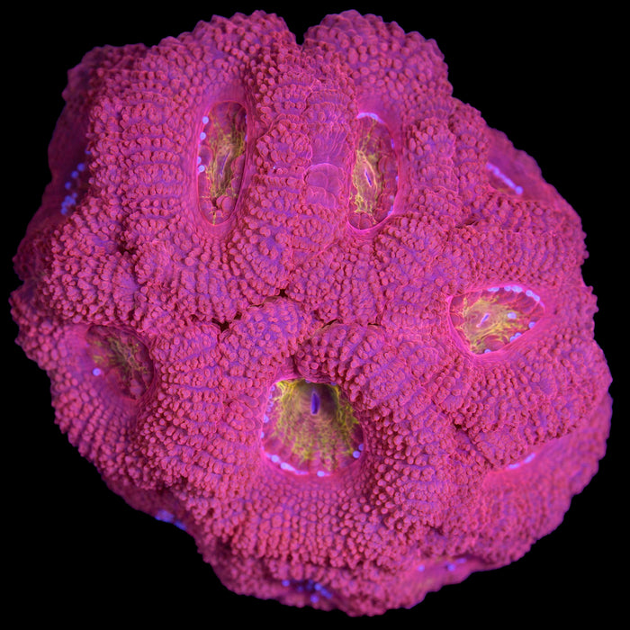 Iron Man Acan Coral