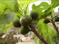 Israel fig fruit plant