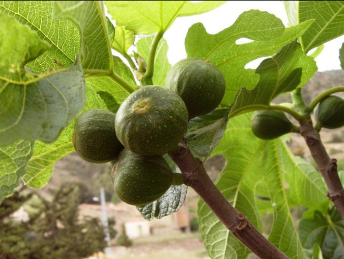 Israel fig fruit plant
