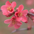 Japanese Quince (Pink)