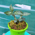 Jewel Orchids