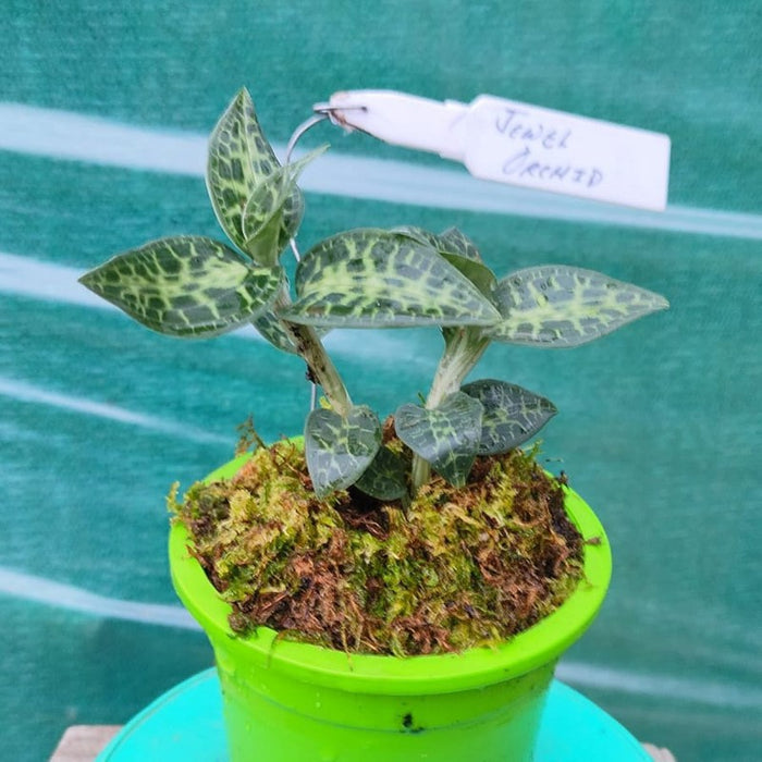 Jewel Orchids