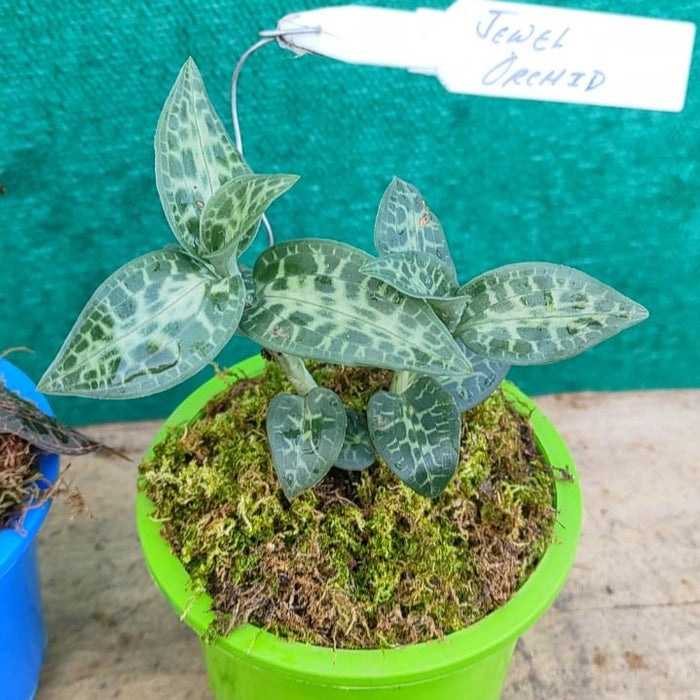 Jewel Orchids