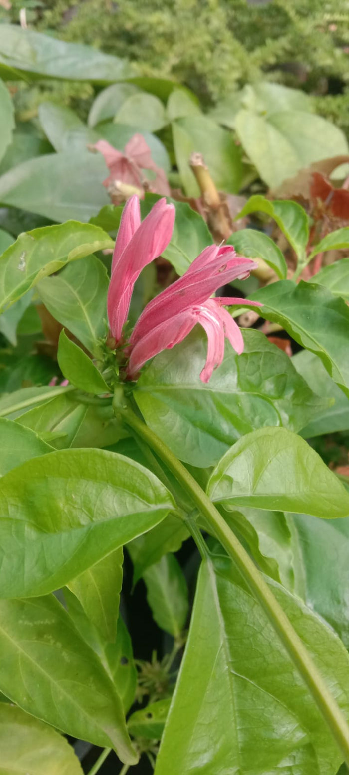 Justicia Plant | Shrub with Ornamental Red & Orange Flowers