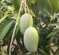 Kesar Aam | Gir Kesar Mango Grafted – plant