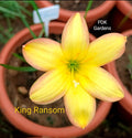 King Ransom rare Rain Lily bulb