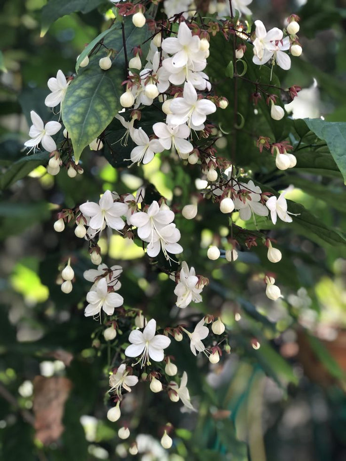 Light of Bulbs Vine | Chains of Glory | Wallich’s Glorybower Creeper