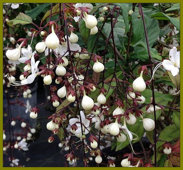 Light of Bulbs Vine | Chains of Glory | Wallich’s Glorybower Creeper