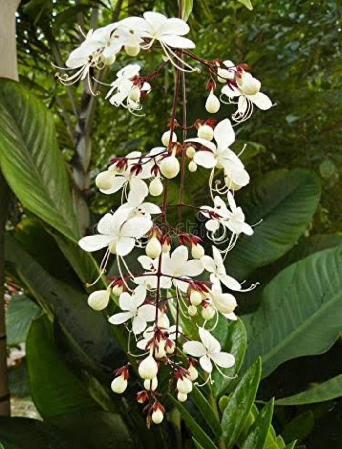 Light of Bulbs Vine | Chains of Glory | Wallich’s Glorybower Creeper