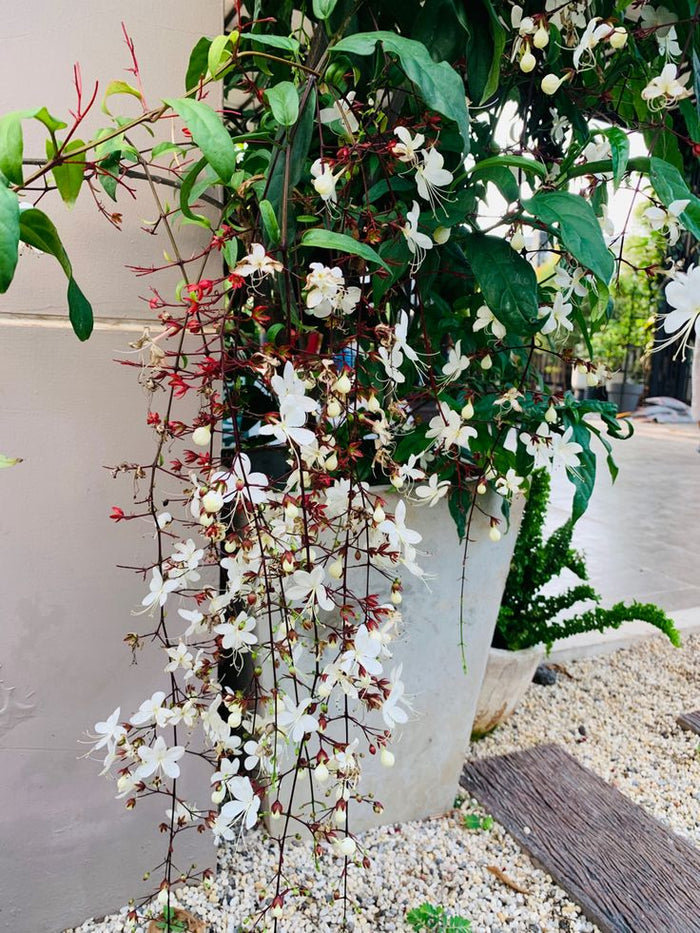 Light of Bulbs Vine | Chains of Glory | Wallich’s Glorybower Creeper