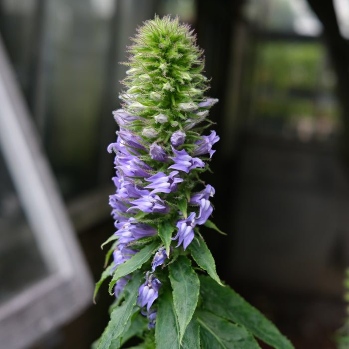 Lobelia siphilitica 'Blue Select' (Blue Cardinal Flower)